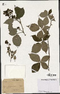 spécimen de Rubus sp.