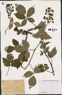 spécimen de Rubus sp.