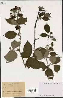 spécimen de Rubus sp.