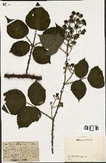 spécimen de Rubus lindleyanus