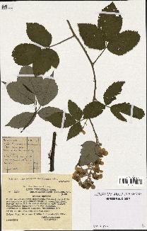 spécimen de Rubus thyrsoideus