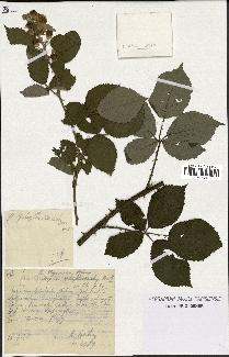 spécimen de Rubus thyrsoideus