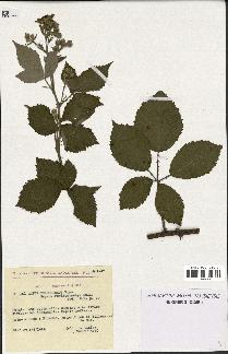 spécimen de Rubus thyrsoideus