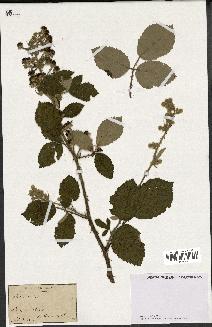 spécimen de Rubus sp.