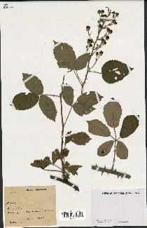 spécimen de Rubus sp.