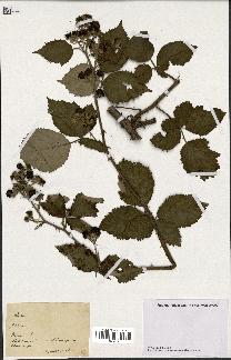 spécimen de Rubus sp.