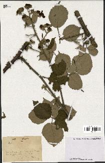 spécimen de Rubus sp.