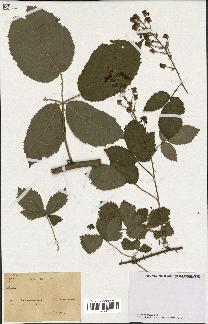 spécimen de Rubus sp.