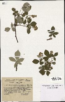 spécimen de Rubus tomentosus x ulmifolius