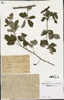 spécimen de Rubus tomentosus x ulmifolius