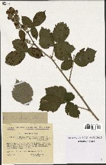 spécimen de Rubus tomentosus x ulmifolius