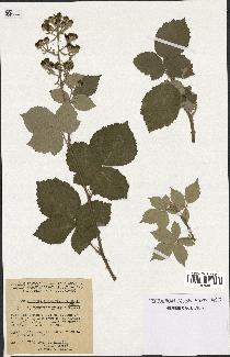 spécimen de Rubus tomentosus x ulmifolius