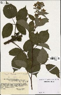 spécimen de Rubus thyrsoideus
