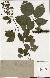 spécimen de Rubus thyrsoideus