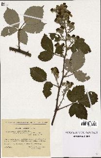 spécimen de Rubus thyrsoideus