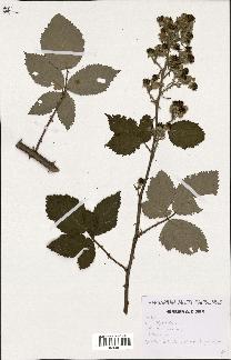 spécimen de Rubus thyrsoideus