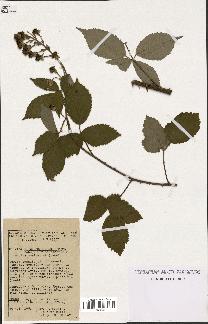 spécimen de Rubus thyrsoideus