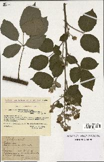 spécimen de Rubus thyrsoideus