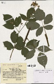 spécimen de Rubus thyrsoideus