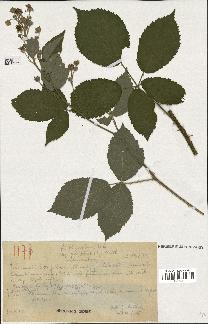 spécimen de Rubus thyrsoideus