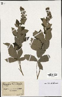 spécimen de Rubus tomentosus