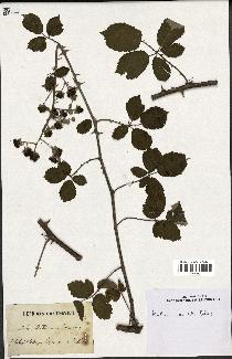 spécimen de Rubus ulmifolius