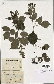 spécimen de Rubus speciosus