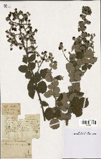 spécimen de Rubus tomentosus