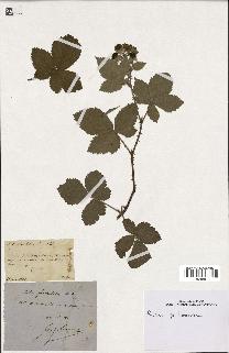 spécimen de Rubus tomentosus