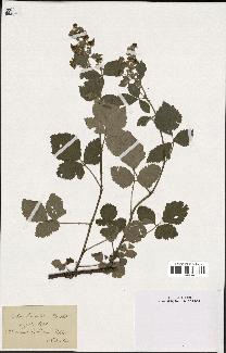 spécimen de Rubus tomentosus