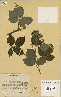 spécimen de Rubus lasiothyrsus