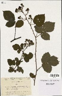 spécimen de Rubus holerythrus