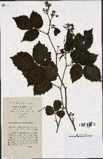 spécimen de Rubus lutescens