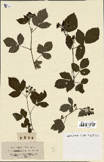 spécimen de Rubus hemistemon