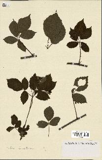 spécimen de Rubus hemistemon