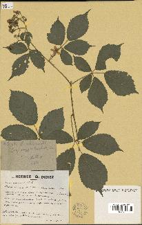 spécimen de Rubus silesiacus