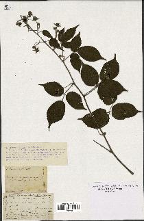 spécimen de Rubus tereticaulis