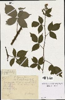 spécimen de Rubus phyllostachys