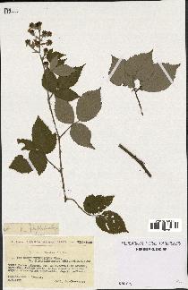 spécimen de Rubus phyllostachys