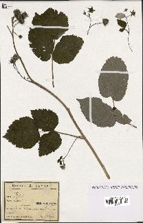 spécimen de Rubus idaeus