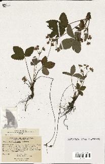 spécimen de Fragaria virginiana