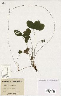 spécimen de Fragaria virginiana