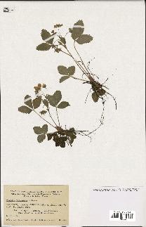 spécimen de Fragaria virginiana