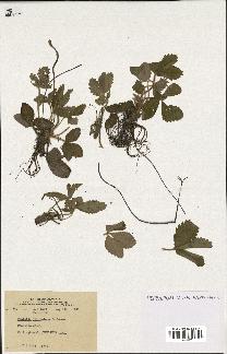 spécimen de Fragaria virginiana