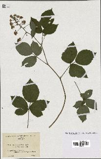 spécimen de Rubus pallidus