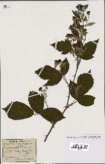 spécimen de Rubus fruticosus