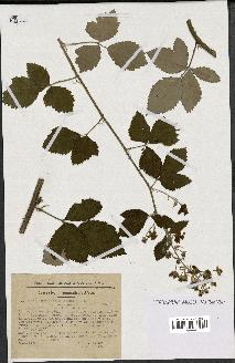 spécimen de Rubus tomentosus