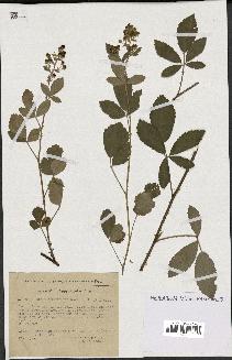 spécimen de Rubus tomentosus