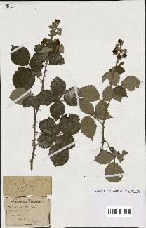 spécimen de Rubus ulmifolius