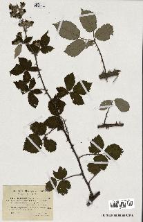 spécimen de Rubus ulmifolius